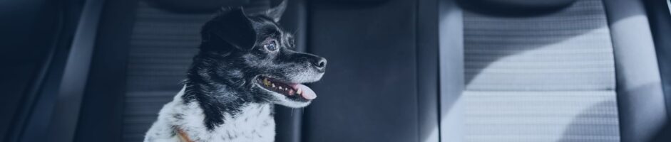 Come trasportare il cane in auto: regole e consigli