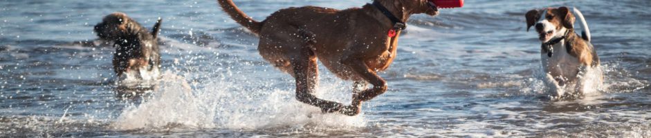 Le migliori spiagge per cani in Italia