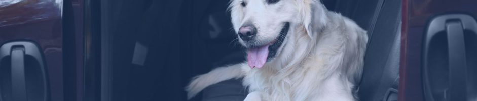 Regole e consigli per il trasporto dei cani in auto