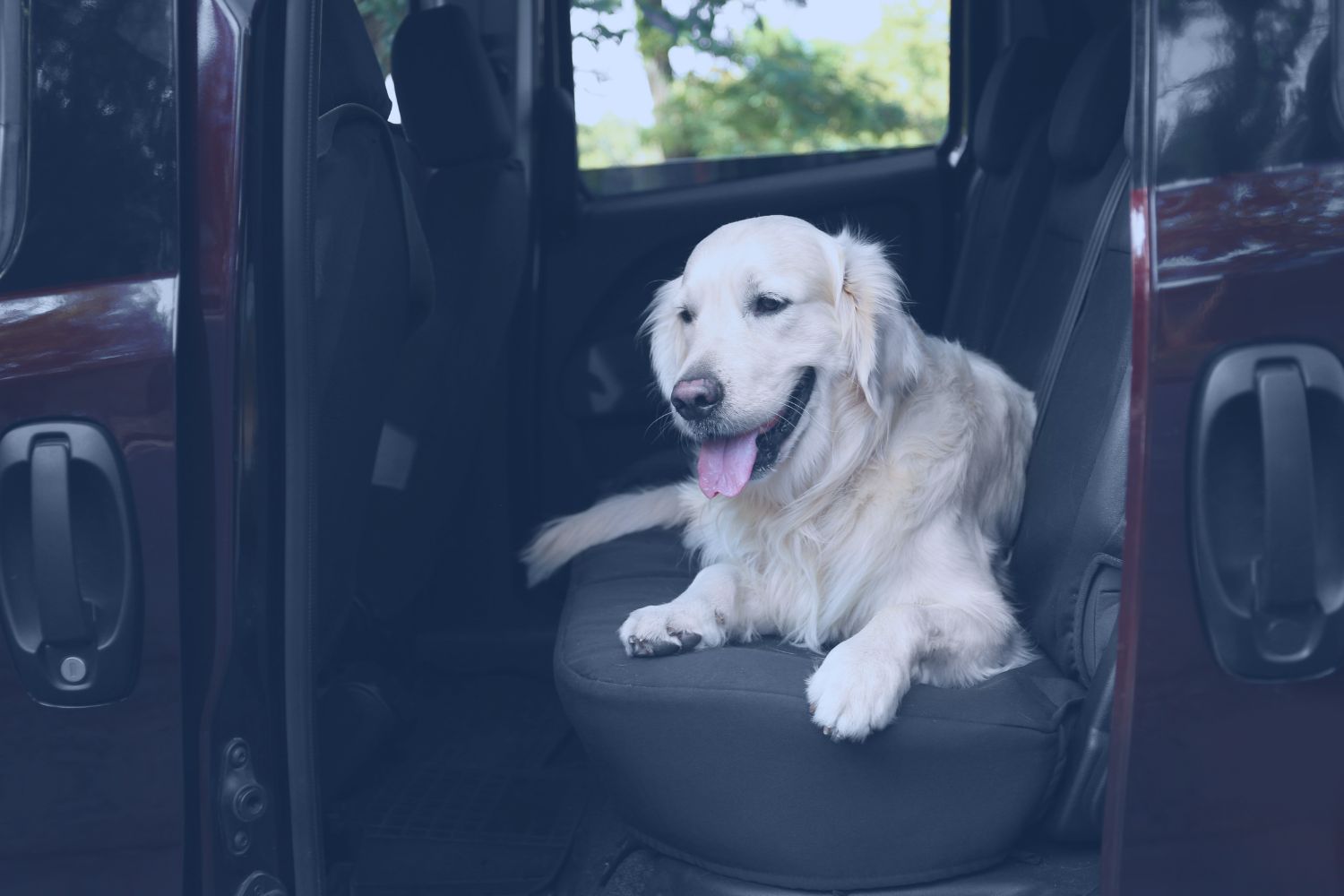 Cintura di sicurezza per cani: quale scegliere?