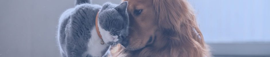 Quanto costa l’assicurazione per cani e gatti e quali coperture offre