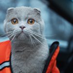 Gatto in auto