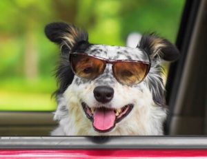 Animali in auto