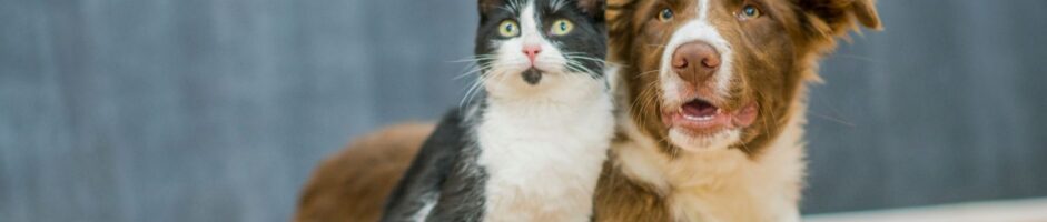 Assicurazione per cani e gatti: perché è importante proteggere il tuo amico a quattro zampe