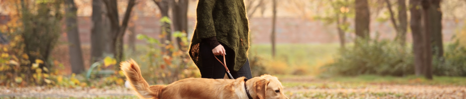 Cane smarrito: cosa fare in questi casi