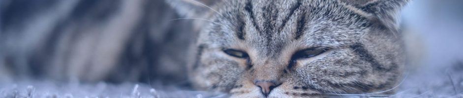Malattie del gatto: le più comuni e cosa fare