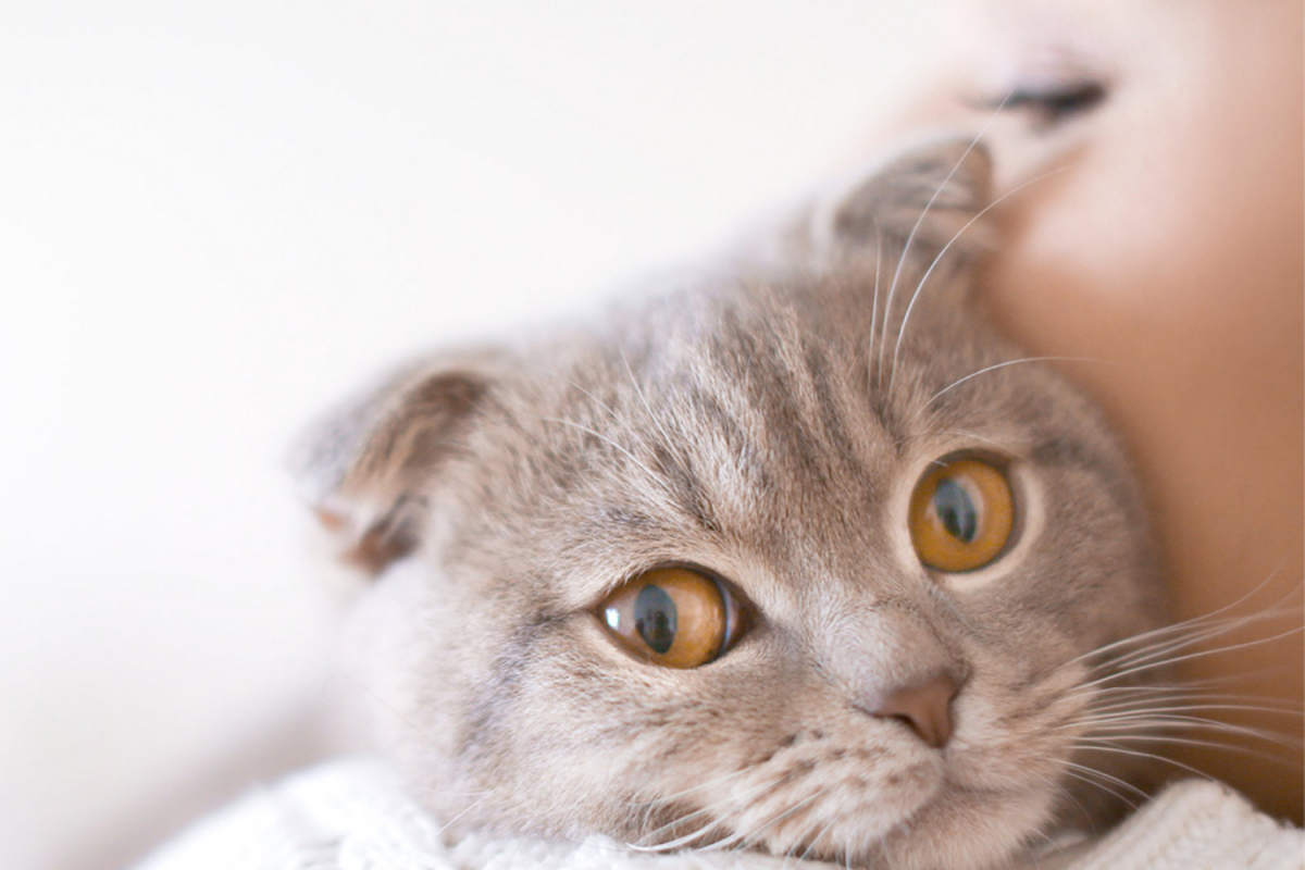 Assicurazione gatto
