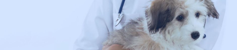 Spese veterinarie: le più comuni e cosa copre l’assicurazione