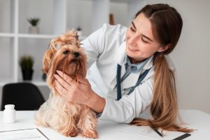 Veterinario